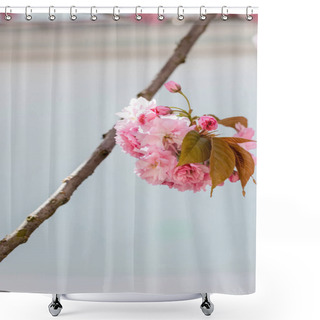 Personality  Close Up Of Blooming Flowers On Branch Of Cherry Tree  Shower Curtains