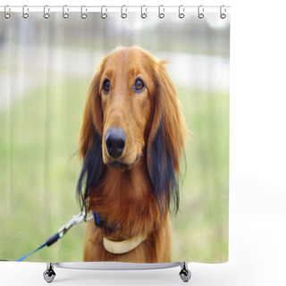 Personality  Ginger Red German Badger Dog Shower Curtains