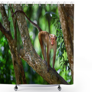 Personality  Toque Macaque (Macaca Sinica) Monkey On The Tree In Wilpattu. Shower Curtains