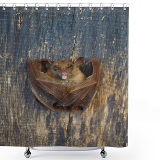 Personality  Little Bat Shower Curtains