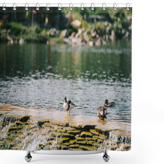 Personality  Three Ducks Sitting On Dam In River At Park Shower Curtains