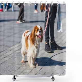 Personality  Wroclaw, Poland - September 2022: Freedom Square In Wroclaw And City Streets Full Of Small And Big Dogs At Wroclaw Dogs Parade Hau Are You Organized By Local Homeless Animal Shelter Shower Curtains