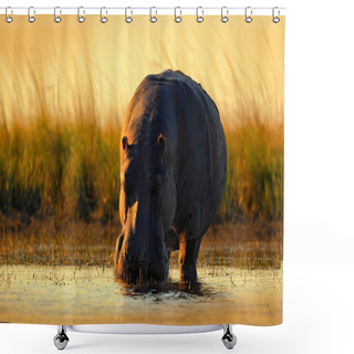 Personality  African Hippopotamus With Evening Sun Shower Curtains