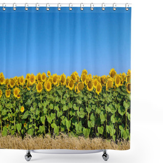 Personality  Field Of Yellow Sunflowers Against The Blue Sky Shower Curtains