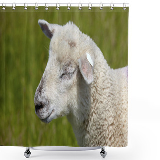 Personality  Portrait Of A Young Sheep. Portrait Of A Young Sheep Shower Curtains