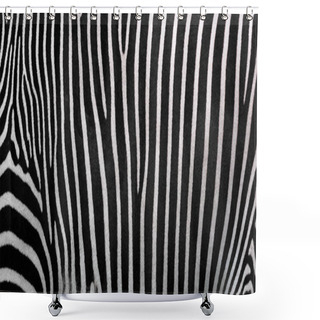 Personality  Zebra Stripes, Beautiful Natural Background. Close-up View Of Zebra Stripes Shower Curtains
