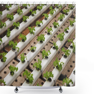 Personality  Close-up Shot Of Rows Of Lettuce Cultivating At Greenhouse Shower Curtains