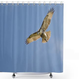 Personality  Immature Red Tailed Hawk Kiting In A Blue Sky Shower Curtains