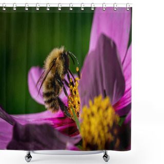 Personality  A Carder Bumblebee On A Flower, In The Late Summer Sunshine Shower Curtains