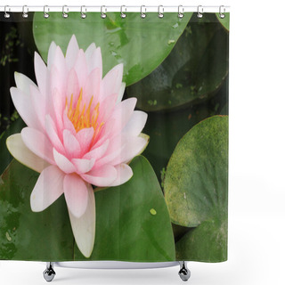 Personality  Macro Close Up Petal  Lotus Flower. Shower Curtains