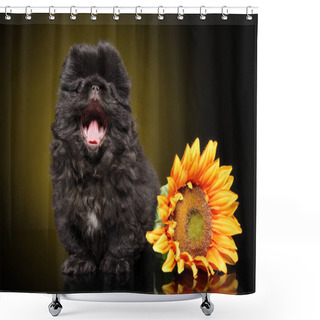 Personality  Pekingese Puppy Yawns Sitting Next To A Sunflower On A Dark Yellow Background. Animal Themes Shower Curtains