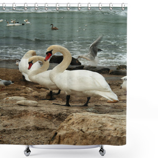 Personality  White Swans On Rocks Near Ocean Shower Curtains