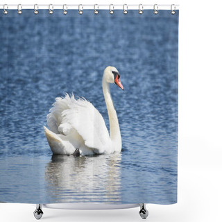 Personality  Beautiful White Mute Swan (Cygnus Olor) Swimming In Blue Water Shower Curtains