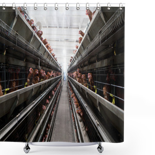 Personality  Chicken Farm Shower Curtains
