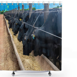 Personality  Herd Of Aberdeen Angus Animals In A Feeder Area Of A Beef Cattle Farm In Brazil Shower Curtains