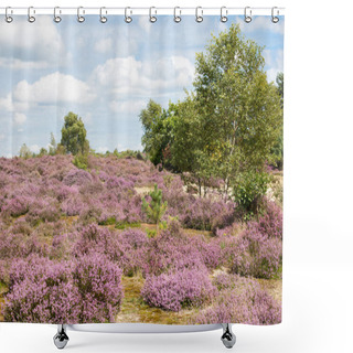 Personality  Heather Covered Heathland In Surrey UK Shower Curtains
