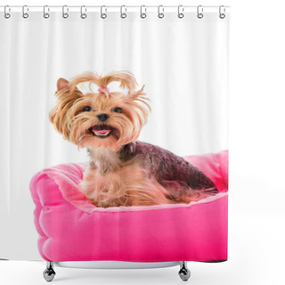 Personality  Yorkie Dog Sitting On Pink Bed Isolated On White Shower Curtains