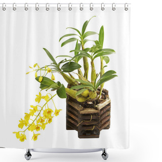 Personality  Dendrobium Lindleyi, Wild Yellow Orchids With Pseudobulb And Leaves On Wood Orchid Baskets, Isolated On White Background, With Clipping Path Shower Curtains