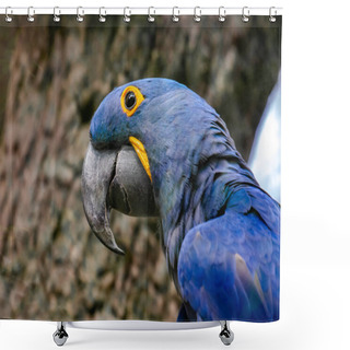 Personality  Hyacinth Macaw Portrait In Tenerife Shower Curtains