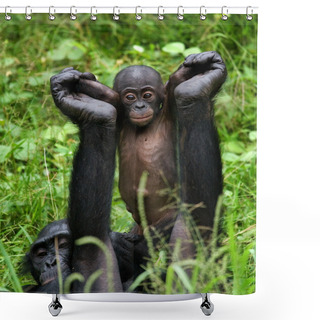 Personality  Bonobos Monkey Family Shower Curtains