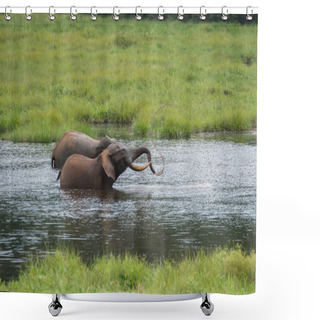 Personality  Two Amicable Elephant Playing In The Water (Republic Of The Congo) Shower Curtains