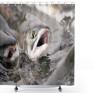 Personality  Spawning Salmon Shower Curtains