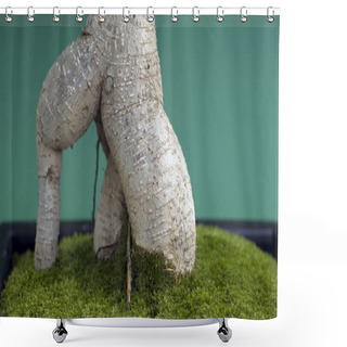 Personality  Stock Solution (nebari) A Bonsai Shower Curtains