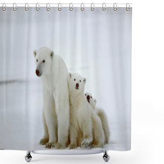 Personality  Polar She-bear With Cubs. Shower Curtains