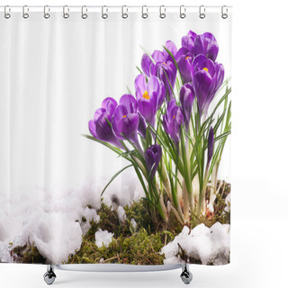 Personality  Art Beautiful Easter Spring Flowers Isolated On White Background Shower Curtains