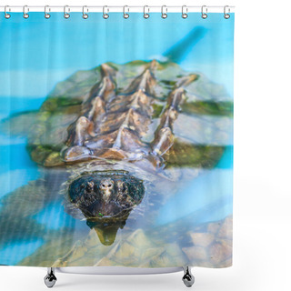Personality  Turtle Shower Curtains