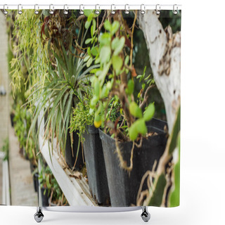 Personality  Close-up View Of Beautiful Green Potted Plants On Shelf Shower Curtains