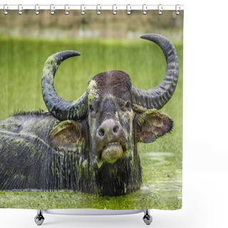 Personality  Refreshment Of Water Buffalo. Male Water Buffalo Bathing In The Pond In Sri Lanka. The Sri Lanka Wild Water Buffalo (Bubalus Arnee Migona) Shower Curtains