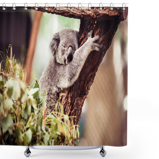 Personality  Koala Bear Sleeping On The Tree Shower Curtains