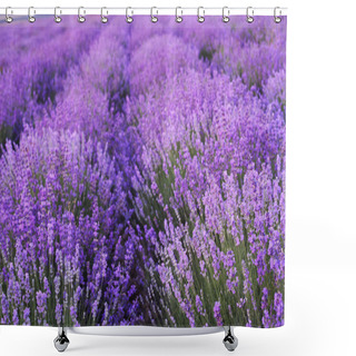 Personality  Flowers In The Lavender Fields. Shower Curtains