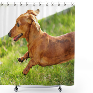 Personality  Dachshund Dog Run And Jump Shower Curtains