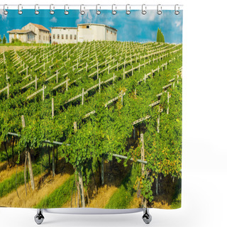 Personality  Vineyards Sunny Day With White Ripe Clusters Of Grapes. Italy Lake Garda. Shower Curtains