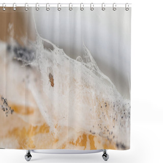 Personality  Single Fruit Fly On The Wild Nature Shower Curtains