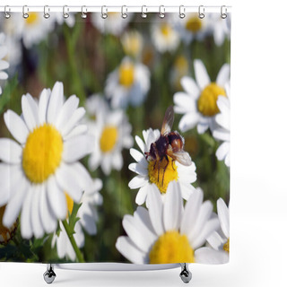 Personality  Beautiful Flowers In The Spring With A Cute Little Bee Shower Curtains