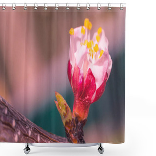 Personality  Abstract Blurred Floral Background. Full Blooming And First Leafs Of Forest Tree. Spring, Feast, Celebration And Beautiful Flower Decoration Concept. Closeup With Soft Selective Focus. Toned Shower Curtains
