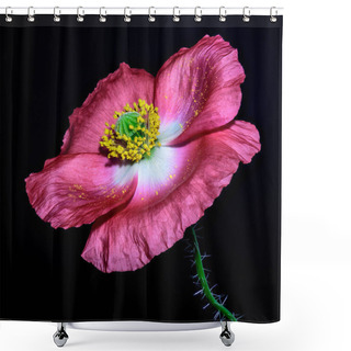 Personality  Floral Fine Art Macro Flower Portrait Of A Violet Pink Flowering Blooming Isolated Single Iceland Poppy Blossom On Black Background In Floral Surreal Painting Still Life Style With Detailed Texture Shower Curtains