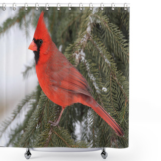 Personality  Cardinal In Snow Shower Curtains