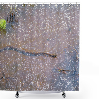 Personality  A Common Water Snake Swimming In A Pollen Covered Water On A Bright Sunny Day At The Wetlands In Springtime Shower Curtains