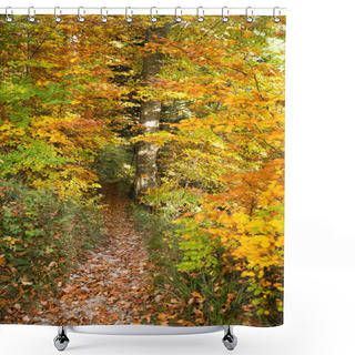 Personality  Yellow Path Sign Hand Painted On A Tree In Golden Foliage Forest Shower Curtains