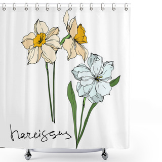 Personality  Vector Narcissus Floral Botanical Flowers. Black And White Engraved Ink Art. Isolated Narcissus Illustration Element. Shower Curtains