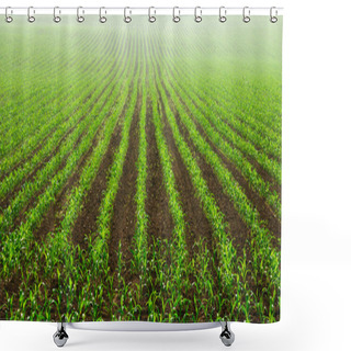 Personality  Rows Of Young Corn Plants Shower Curtains