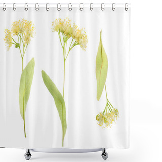 Personality  Linden Flowers Isolated On White Background Shower Curtains