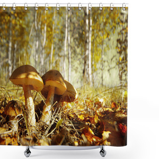 Personality  Mushrooms Shower Curtains