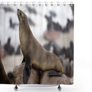 Personality  SOUTH AFRICAN FUR SEAL Arctocephalus Pusillus IN CAPE CROSS IN NAMIBIA   Shower Curtains