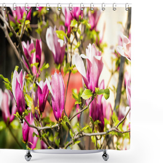 Personality  Magnolia Tree In Violet Flowers On Sunny Day, Spring Shower Curtains