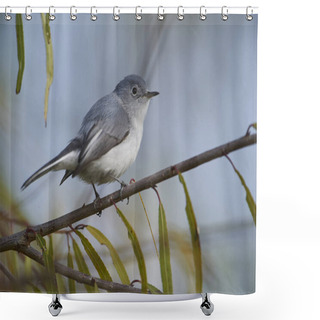 Personality  Blue-gray Gnatcatcher (Polioptila Caerulea) Perched In A Tree - Ajijic, Jalisco, Mexico Shower Curtains